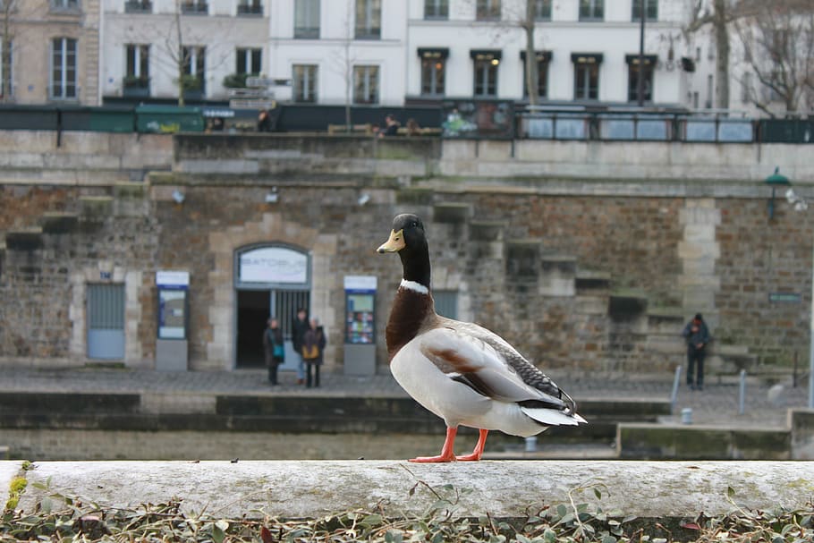 duck, pet, bird, animals in the wild, vertebrate, animal themes HD wallpaper