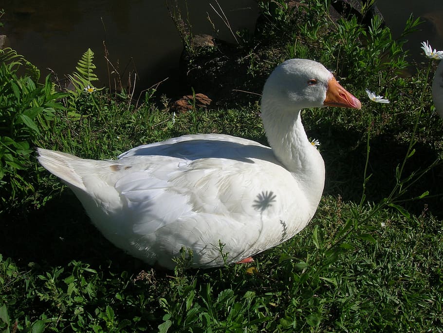 Duck, Nature, Grass, bird, animal, goose, lake, wildlife, feather HD wallpaper