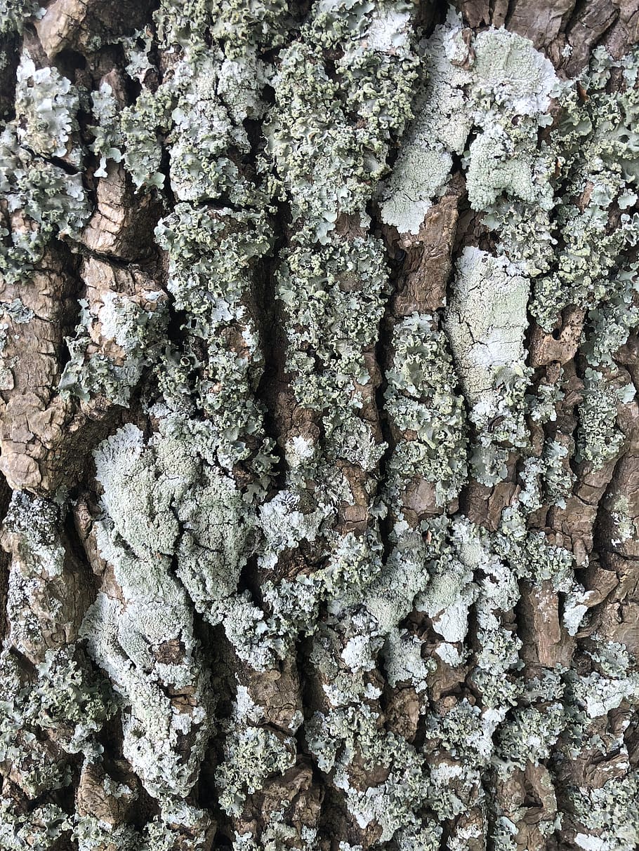 bark, tree, wood, nature, trunk, structure, pattern, plant HD wallpaper