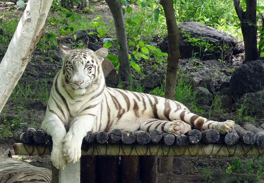 tiger, white tiger, cat, animal, wildlife, feline, predator, HD wallpaper