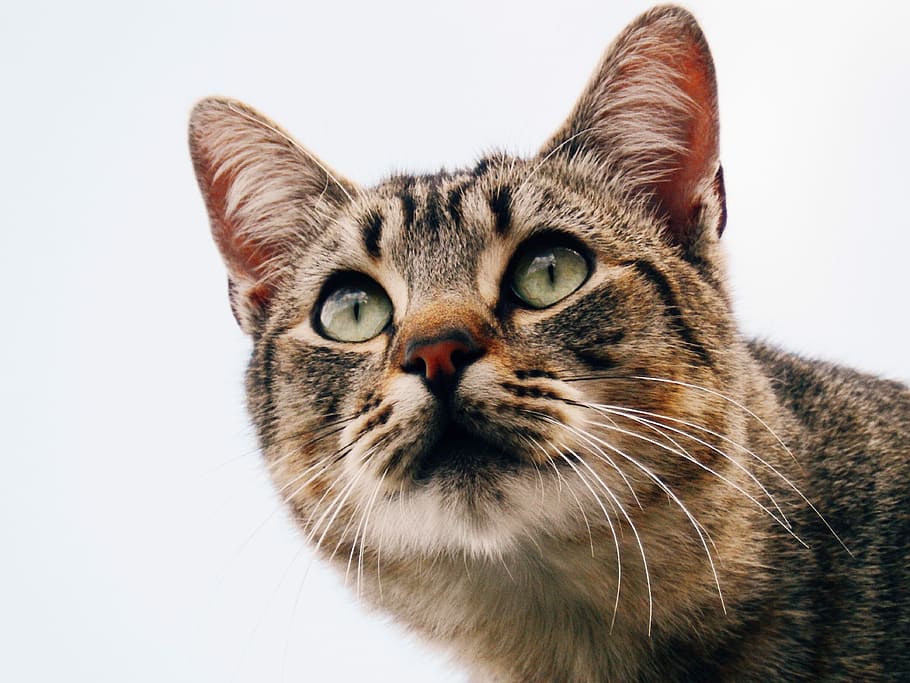 closeup photography of gray tabby cat, closeup photo of silver tabby cat HD wallpaper