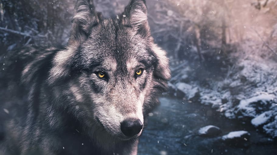 silver wolf, nature, mammal, animal, wildlife, winter, snow, dog, HD wallpaper