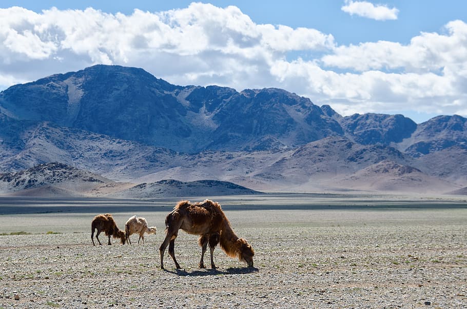 brown camel on brown sand, Mongolia, Nature, Steppe, mountains HD wallpaper