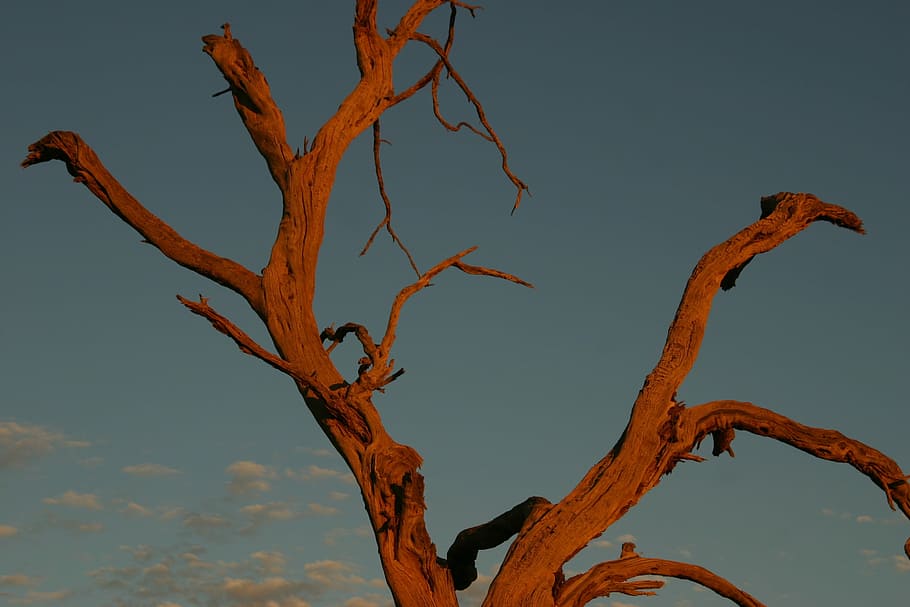 red tree, morning sun, dead, branch, sky, no people, bare tree HD wallpaper