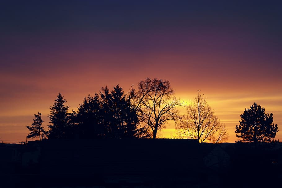 dawn, sun, shadow, effulgence, morning, soon, trees, sky, sunset HD wallpaper