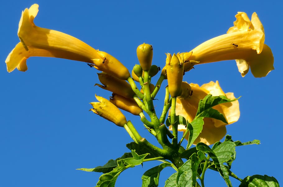 ants, blossom, bloom, close, summer, flower, garden, yellow HD wallpaper
