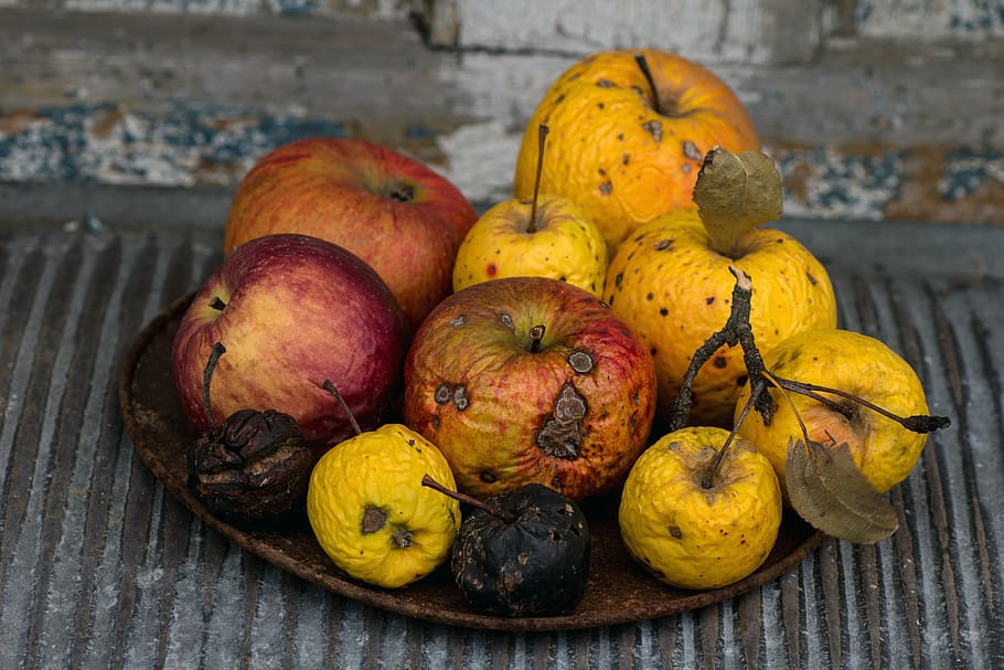 still life, apple, shell, ripe, fruit, dry, pumpkin, autumn HD wallpaper