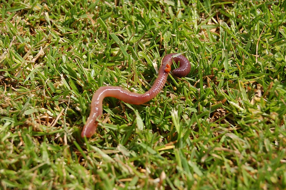 worm, earthworm, wriggly, animal wildlife, one animal, animal themes HD wallpaper