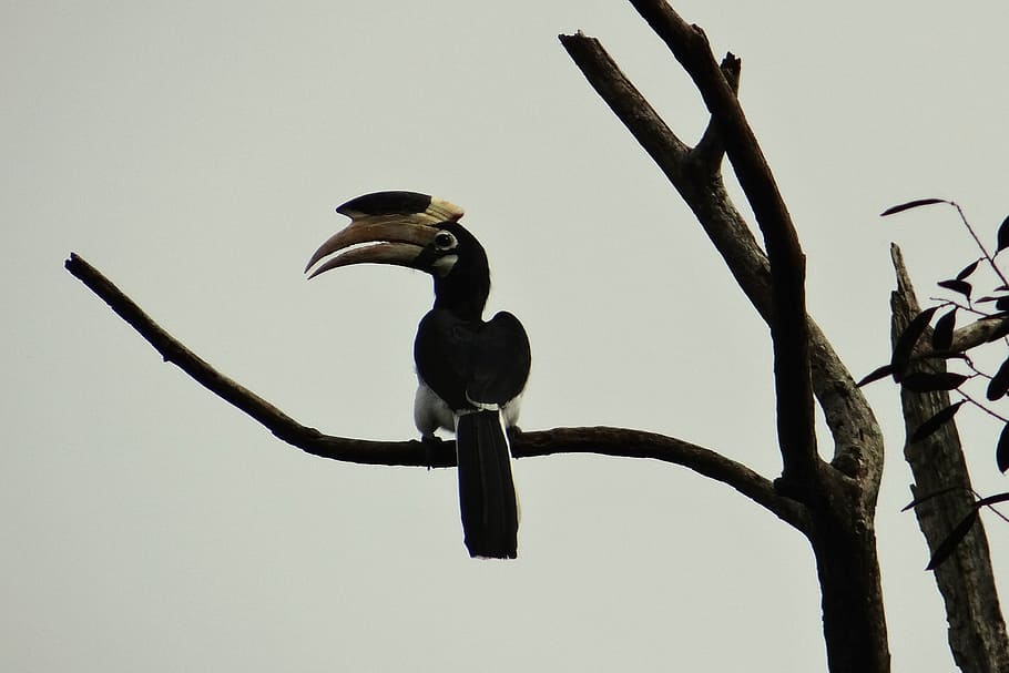 malabar pied hornbill, anthracoceros coronatus, lesser pied hornbill, HD wallpaper