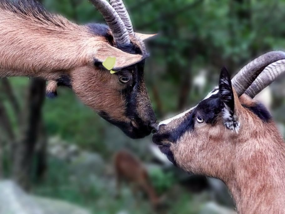goats, two, sniff, nature, ticino, animal themes, mammal, group of animals HD wallpaper