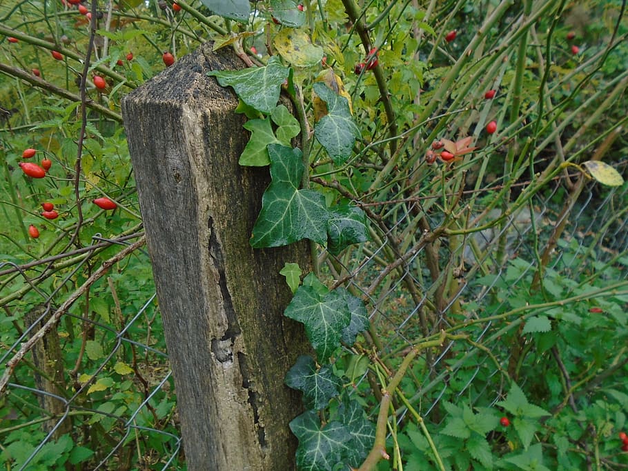 fence, wood, wooden, wire fence, amber, rosehips, region, village