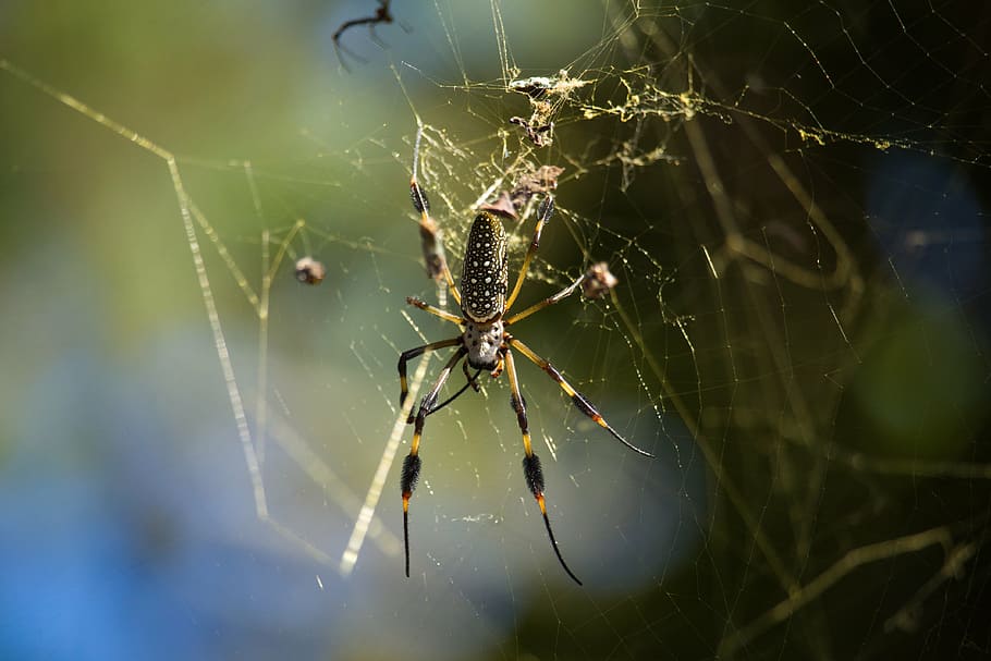 spider, arachnid, web, predator, macro, detail, spider web HD wallpaper