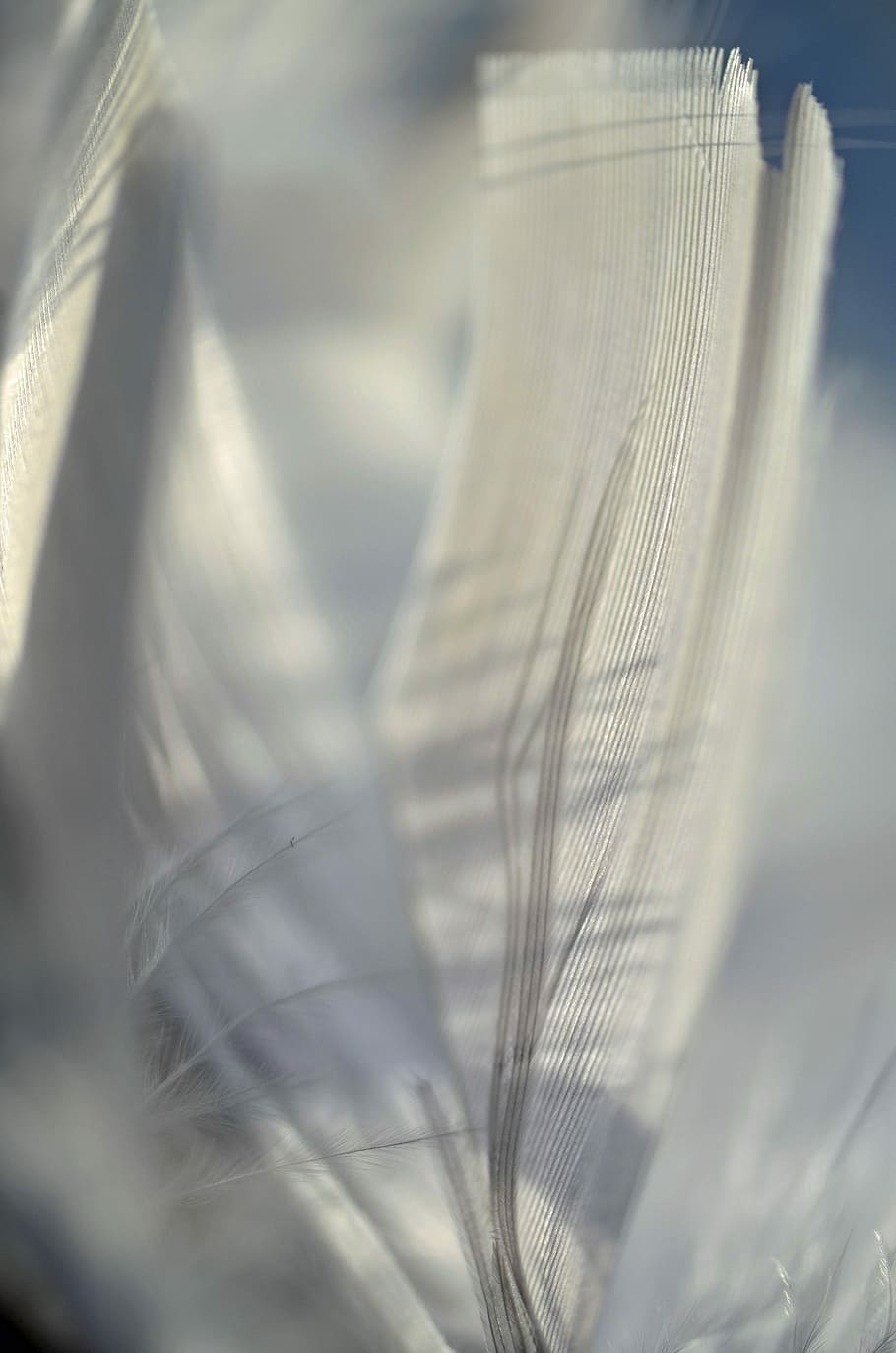 Spring, Macro, Ease, Bird, Freedom, Fly, marko, hope, selective focus HD wallpaper