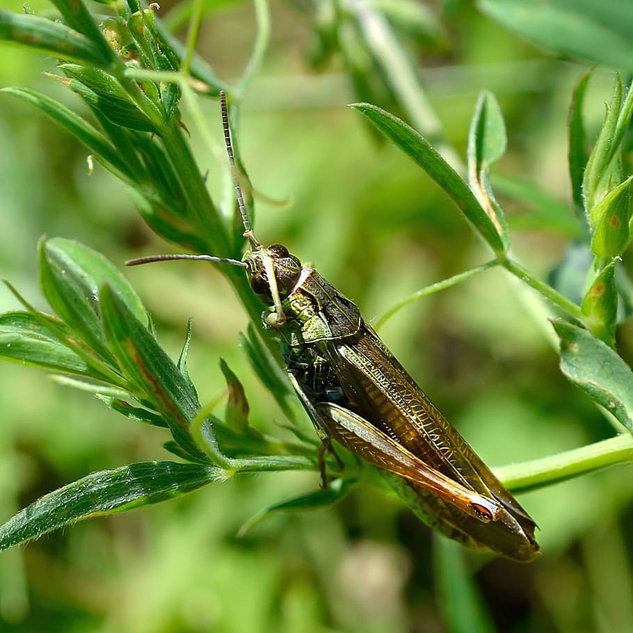 grasshopper, summer, nature, insect, green, closeup, mustache HD wallpaper