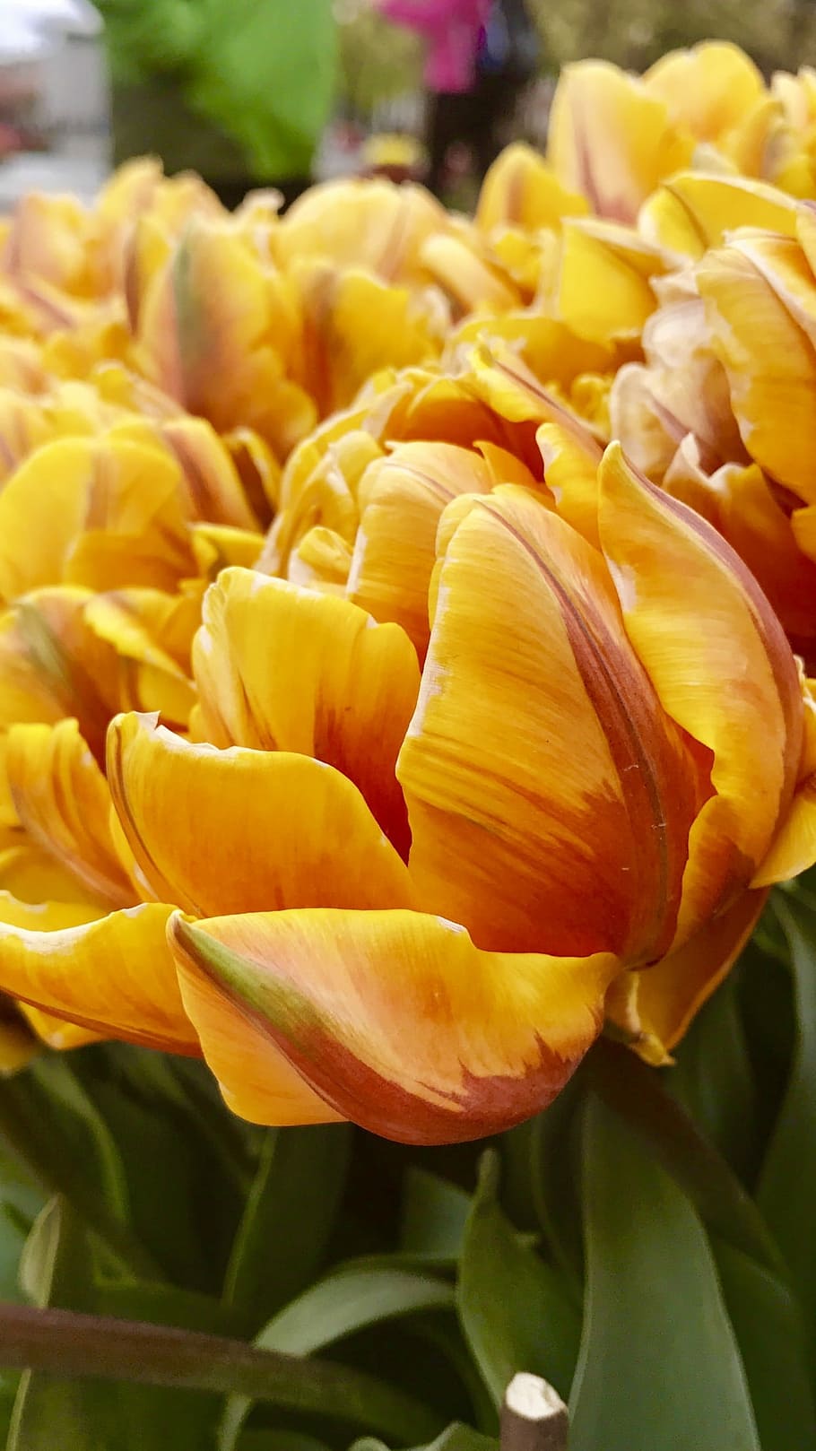 Tulip, Gold, Wind, flower, petal, flower head, freshness, close-up HD wallpaper