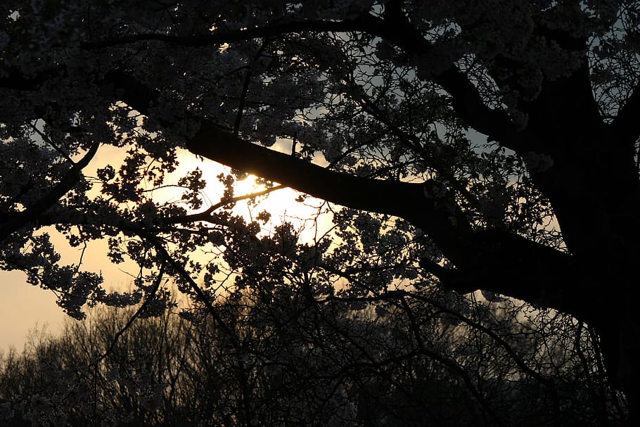 cherry, evening view, backlight, tree, plant, silhouette, nature HD wallpaper