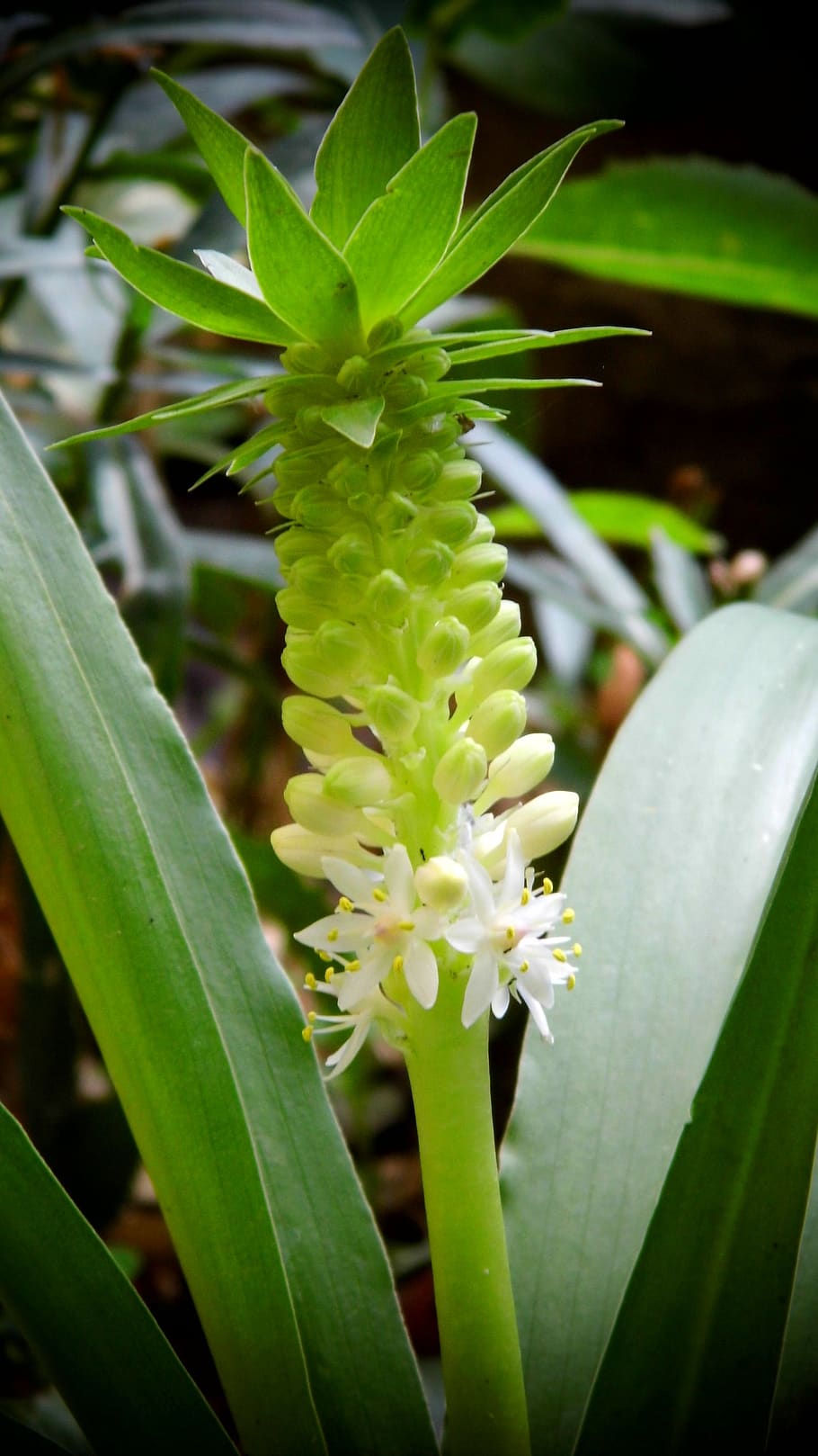 flower, pineapple, fruit, growth, green color, plant, plant part HD wallpaper