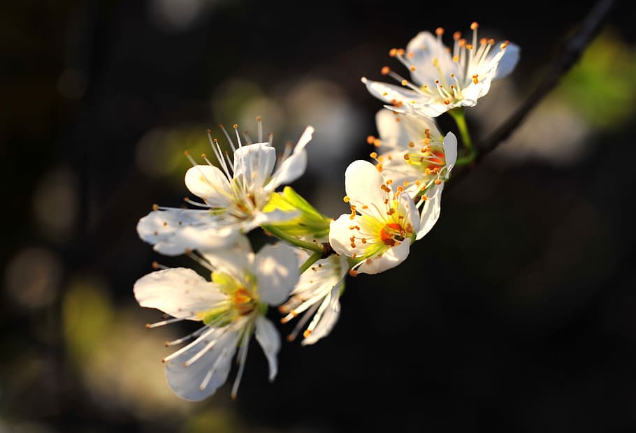 Spring, Bloom, Cherry, Branch, Macro, flowering tree, may, sunbeam HD wallpaper