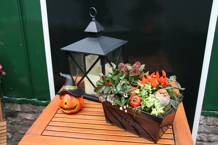pumpkin, halloween, decorated, table, lantern, light, color HD wallpaper