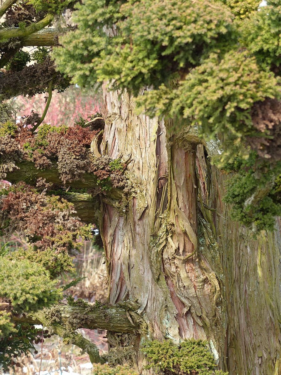 Japanese Sicheltanne, cryptomeria japonica, bandai sugi, taxodiaceae, HD wallpaper
