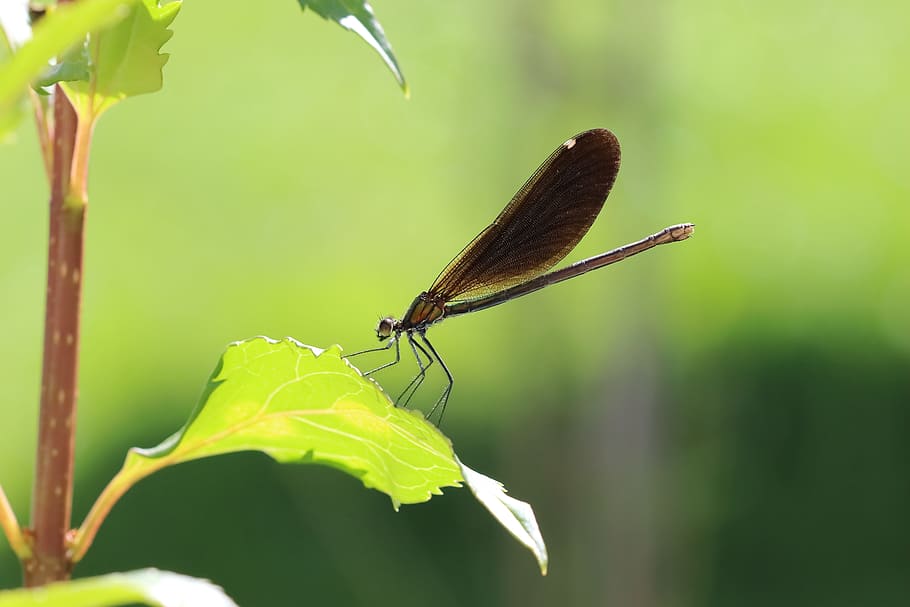 dragonfly, leaf, insect, close, green, leaves, flight insect HD wallpaper