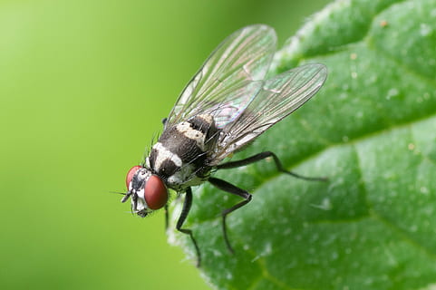 macro shot of house fly, common fly, insect, nature, animal HD wallpaper
