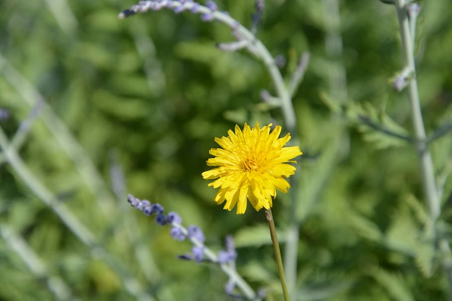 Flower, Nature, Field, Spring, pre, summer, prairie, france HD wallpaper