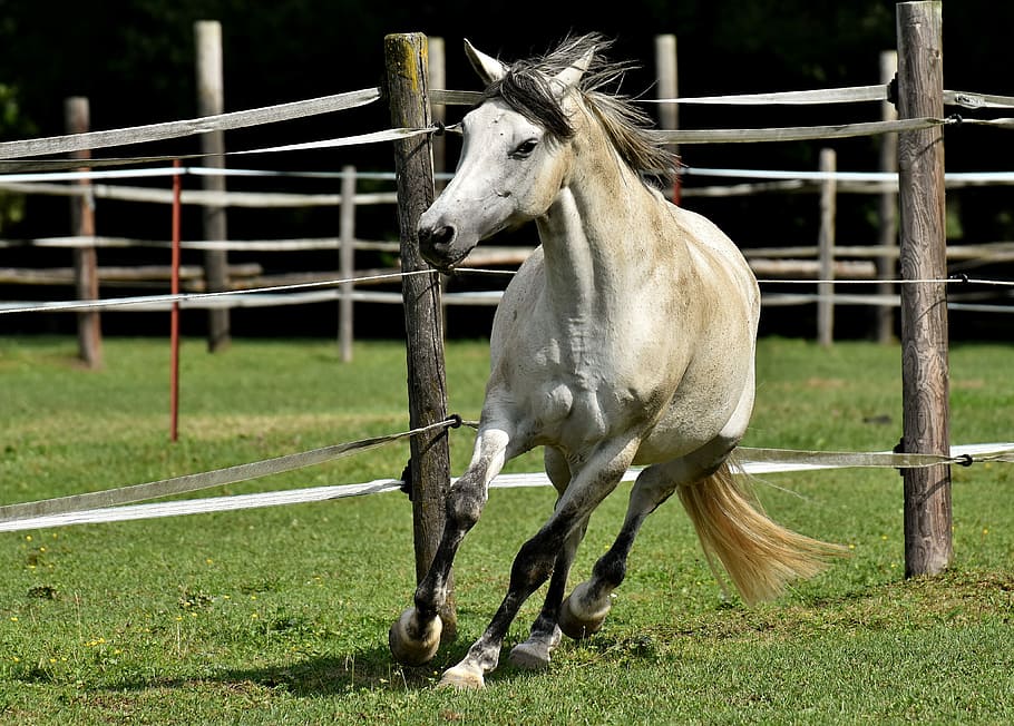 white horse beside gray fence, mold, coupling, fool around HD wallpaper