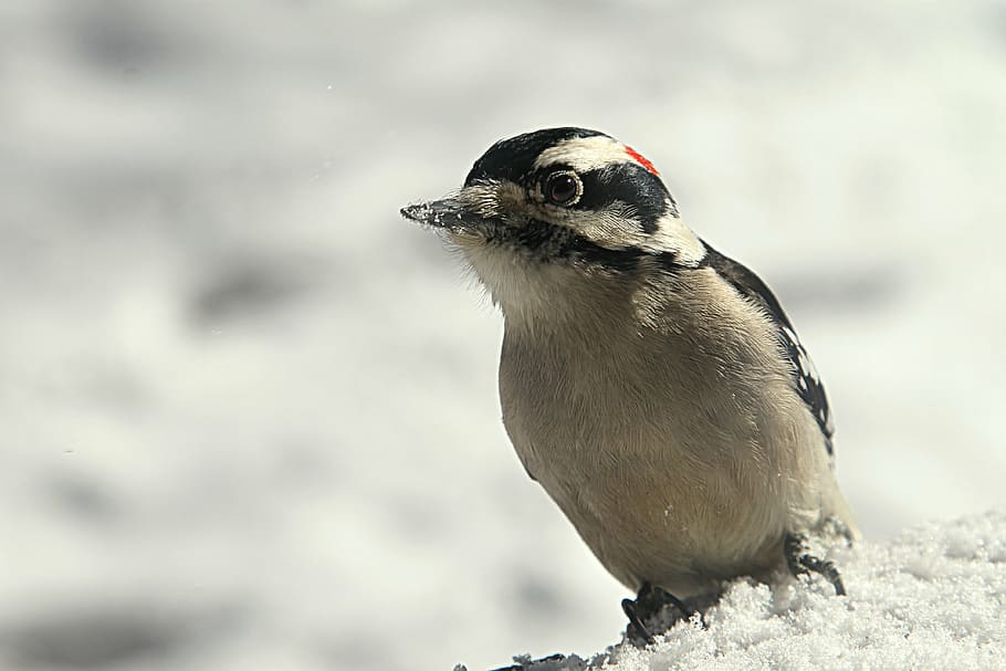 gray and black bird, woodpecker, winter, cold, animal, life HD wallpaper