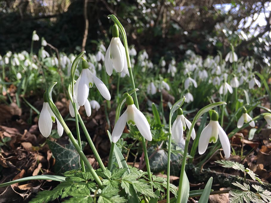 Snowdrops, Spring, Flowers, White, garden, floral, bloom, fresh HD wallpaper