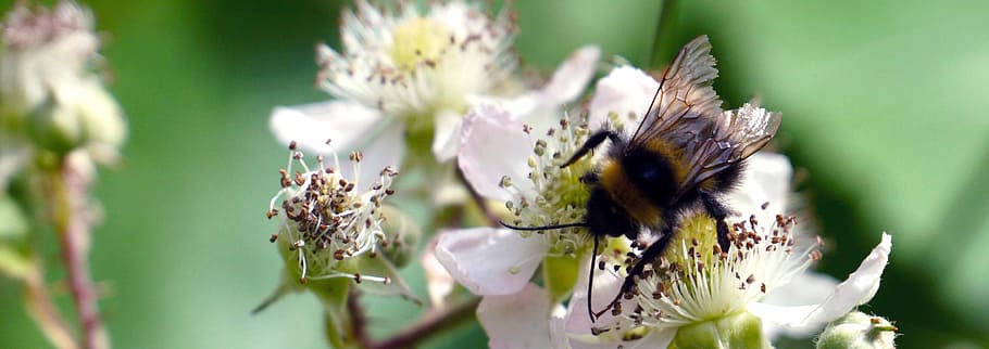 bee, nature, flower, insect, natural, pollen, garden, summer HD wallpaper