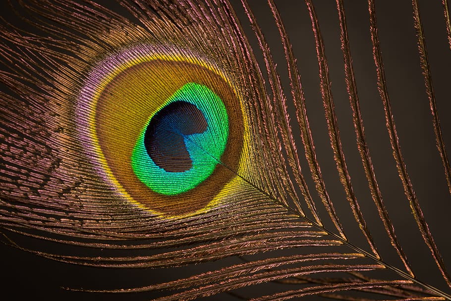 Peacock 1080P, 2K, 4K, 5K HD wallpapers free download | Wallpaper Flare