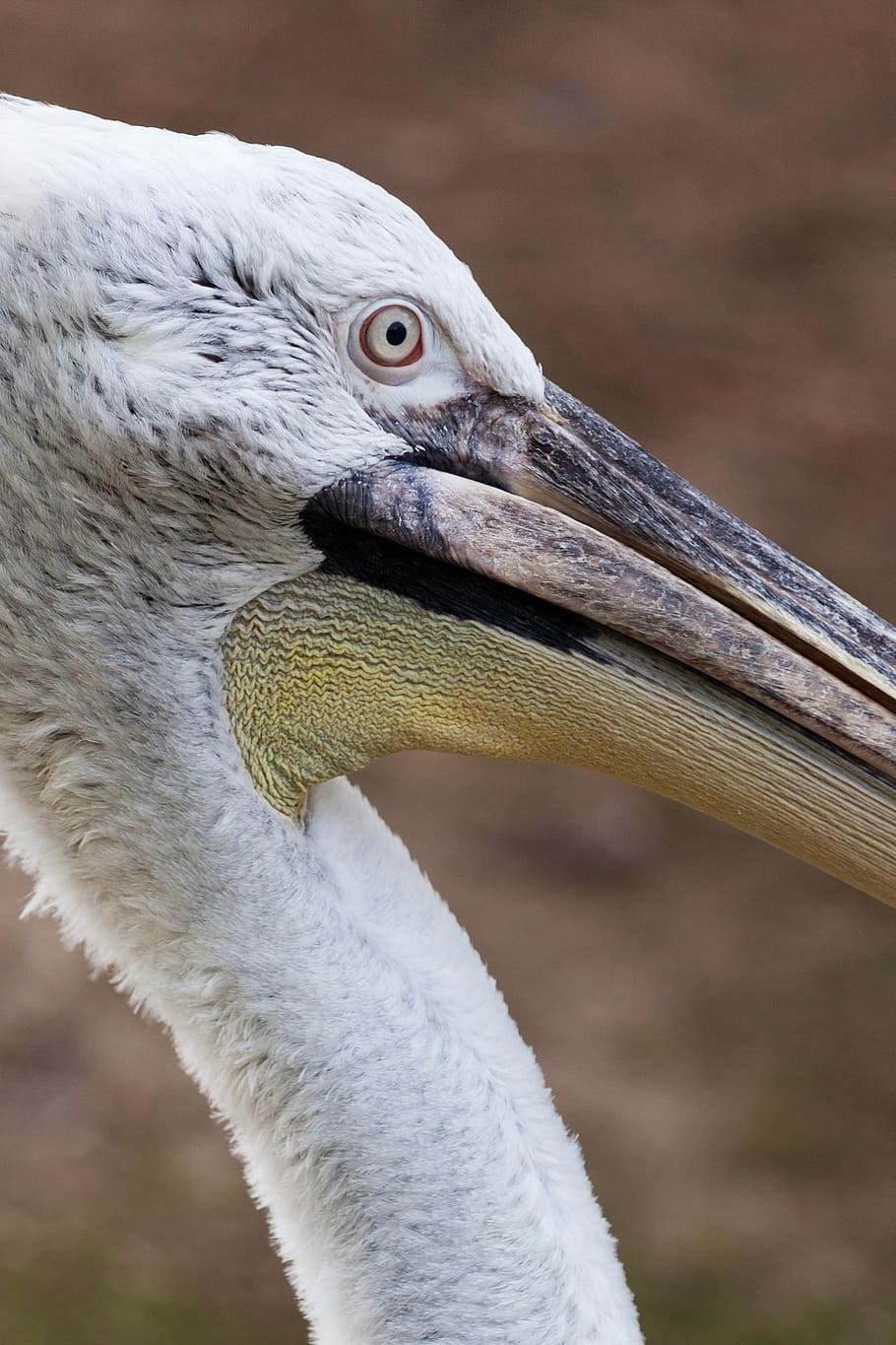 animal, beak, bird, creature, feather, one, pelican, water bird HD wallpaper