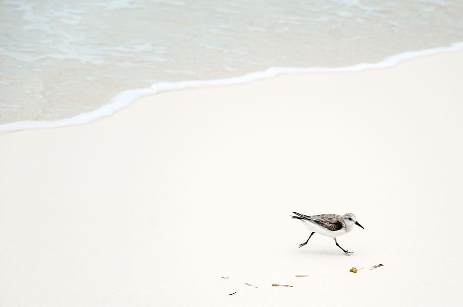 black and white bird on seashore, brown and white ring-billed piper bird on shore during daytime HD wallpaper