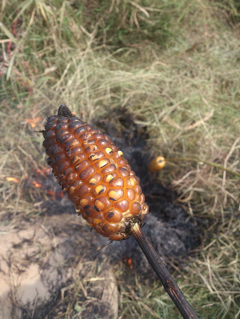 corn, roast, the wild, close-up, day, plant, focus on foreground HD wallpaper