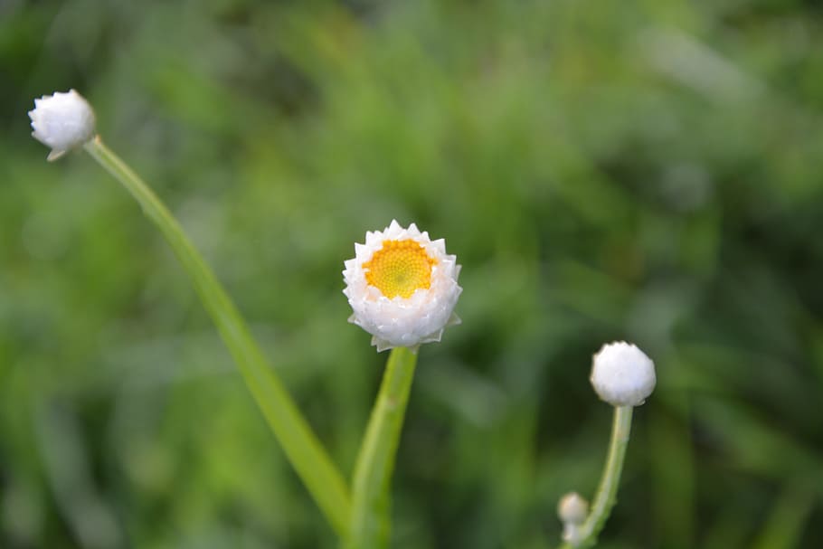 plant, button flower, buttons flowers, hatching, garden, plants flowering HD wallpaper
