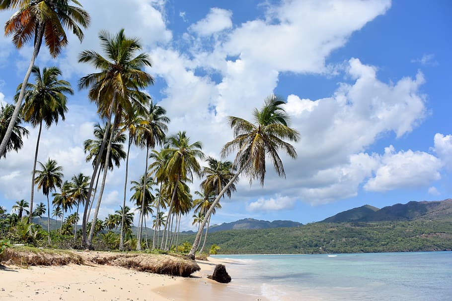 Dominican Republic, Beach, Sea, Ocean, caribbean, holiday, palm trees, HD wallpaper