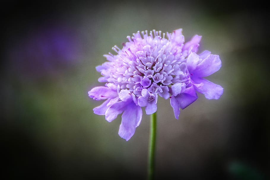 Flower, Nature, Violet, growth, fragility, purple, focus on foreground HD wallpaper