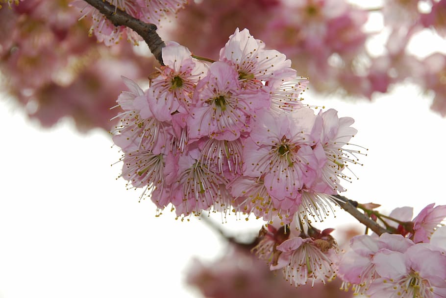 the scenery, cherry blossom, spring, pink Color, tree, nature HD wallpaper