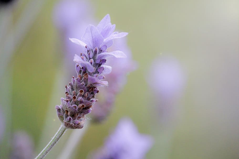 closeup photography of French lavender flower, soft, violet HD wallpaper