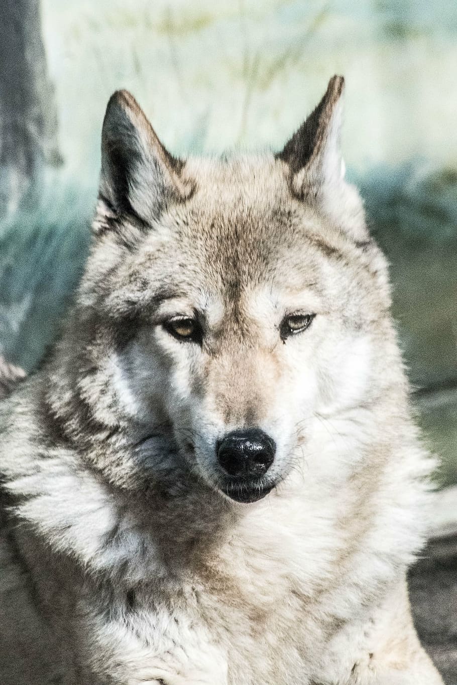 wolf, animal, zoo, carnivore, mammal, gray Wolf, dog, canine HD wallpaper