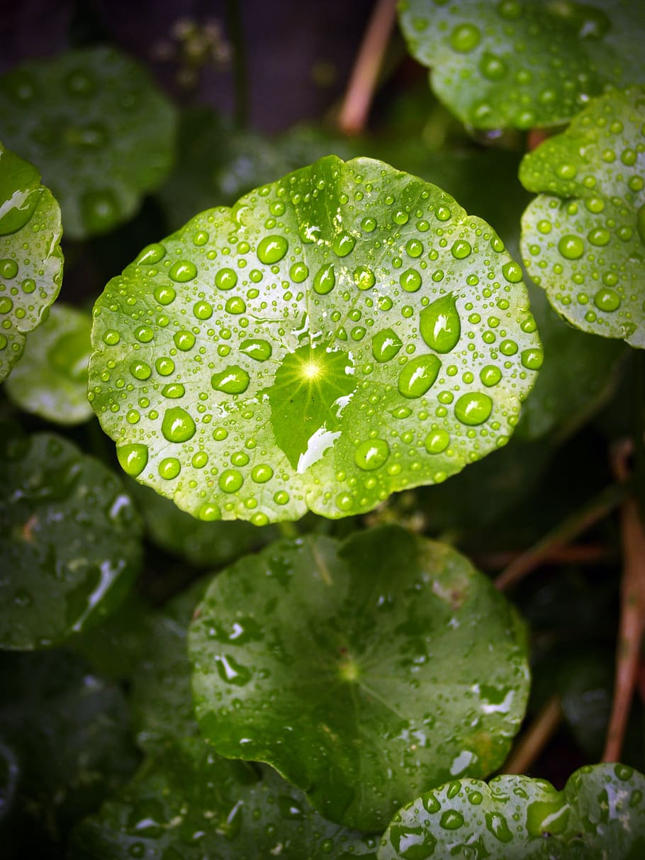 leaf, water, green, drop, background, natural, nature, fresh HD wallpaper