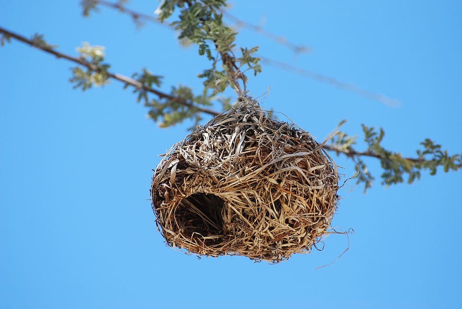 brown bird nest, tree, bird's nest, branches, sky, twig, hanging HD wallpaper