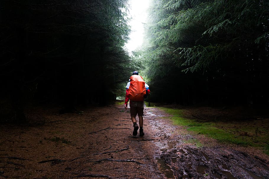 trees, grass, rain, wet, road, pathway, leaves, wood, travel HD wallpaper