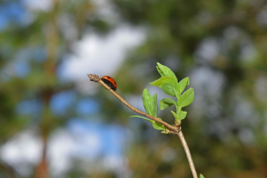 ladybug, nature, insect, greens, spring, plant, summer, macro HD wallpaper