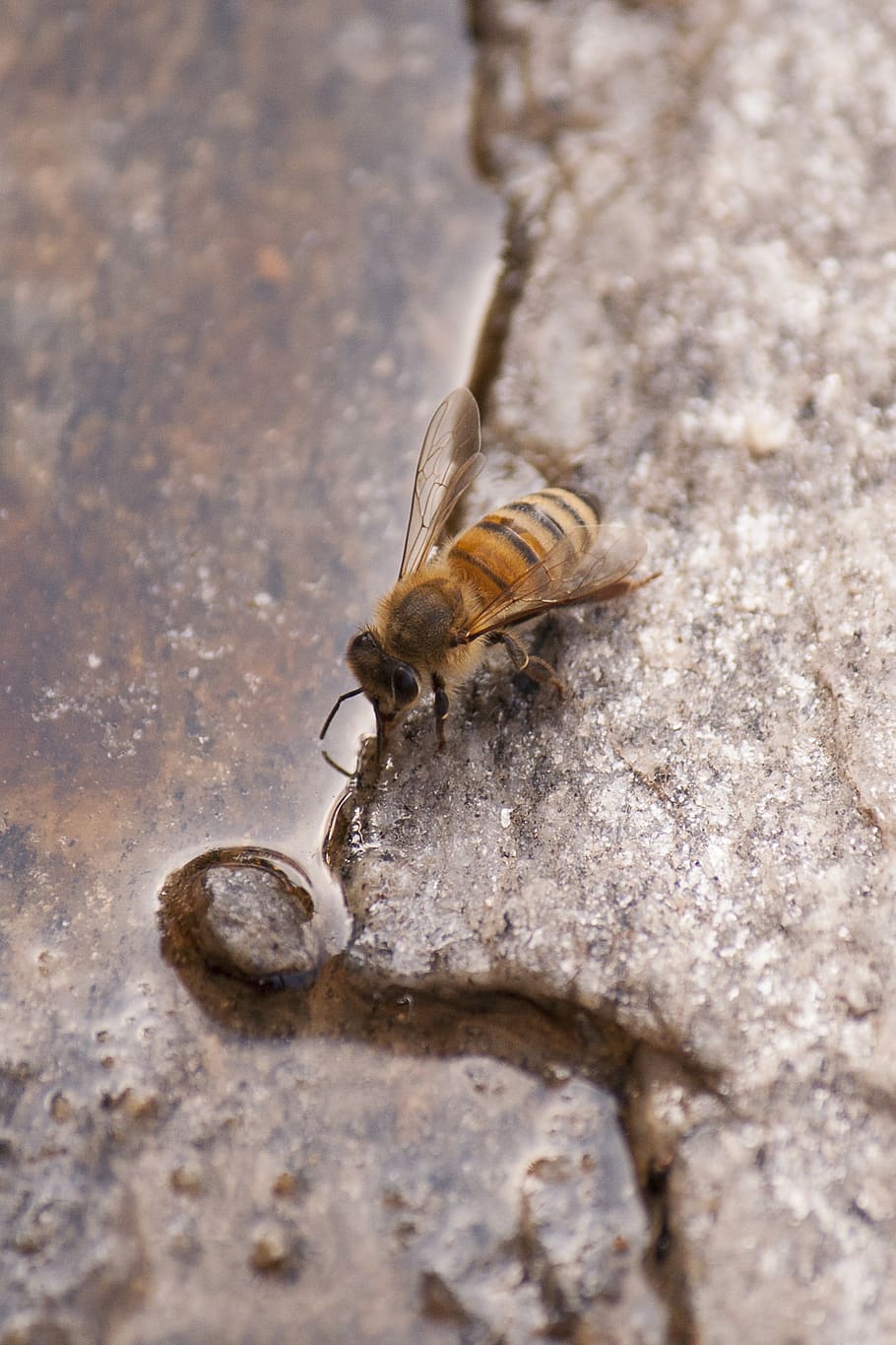 bee, insect, nature, water, macro, animal, animals in the wild HD wallpaper