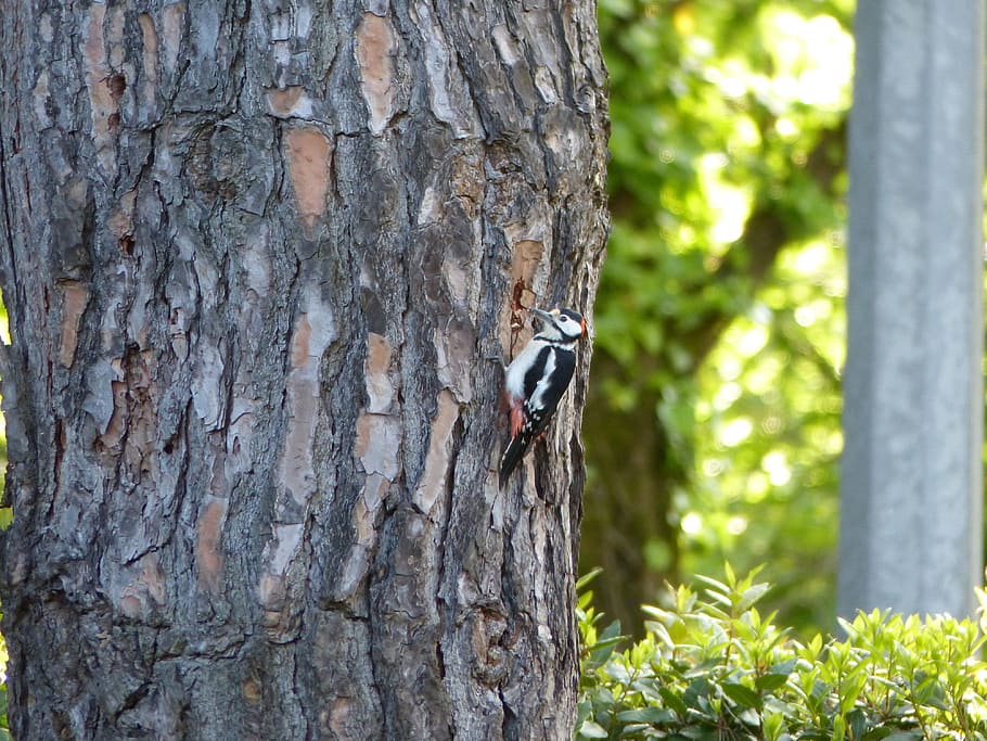 woodpecker, tree, versilia, great spotted woodpecker, plant, HD wallpaper
