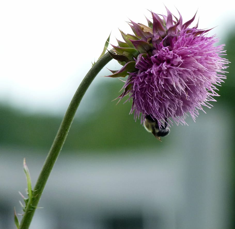 bumble bee, thistle, milk thistle, insect, flower, pollination HD wallpaper