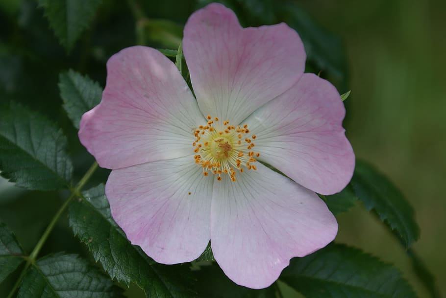 Rose, Pink, Flower, Leaf, Garden, Bloom, petal, flower head HD wallpaper
