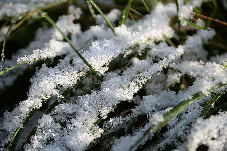 green grass covered with snow, blades of grass, first snow, coldsnap, HD wallpaper